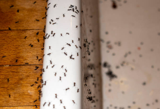 Best Residential Pest Control  in Williams, AZ