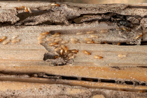 Best Termite Control Services  in Williams, AZ
